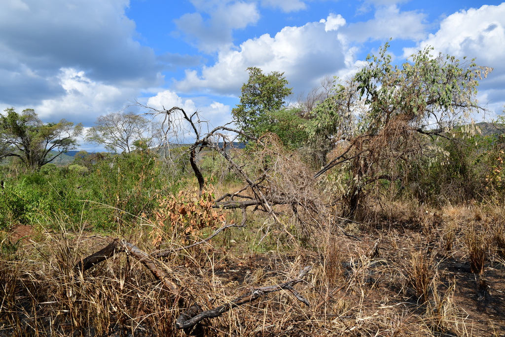 Through Omo National Park